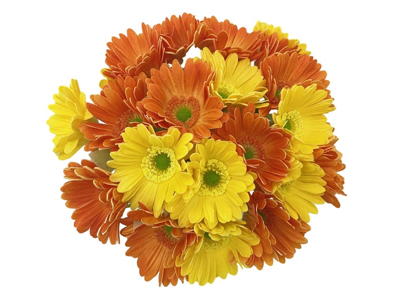 LebriTamFa 7PCS Real Touch PU Artificial Barberton Daisy Gerbera Daisy Flowers Bunch Bouquet Arrangements for Holiday Bridal Bouquet Home Party Decor Bridesmaid (Yellow) - Image 5